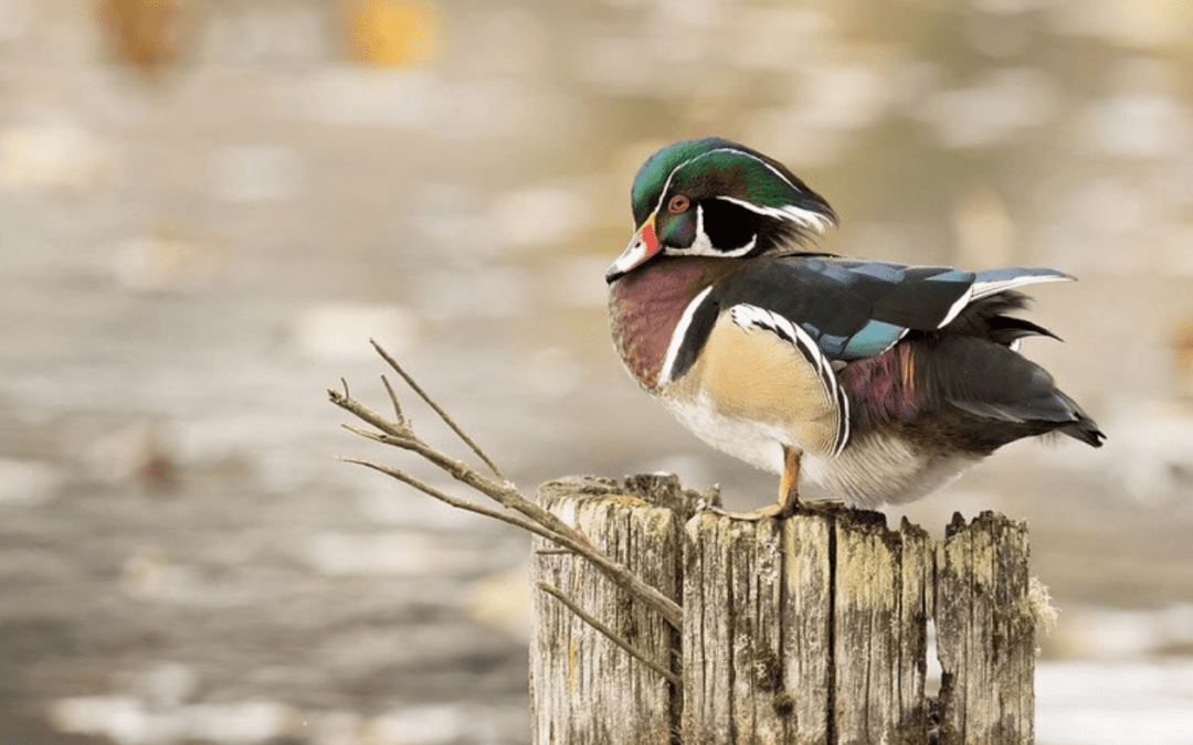 Summer Birding: Hot August Programs